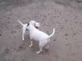 Bull Terrier Inglés video