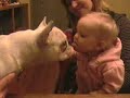 French bulldog french kiss baby laughing