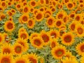 the solar plexus chakra trance meditation video featuring the music of sound healer johnathan goldman.
