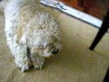 peluza