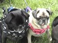 Pugs And Donuts