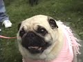 Pugs And Donuts