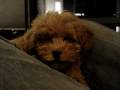 Puppy falling asleep monent Puppy falling asleep monent