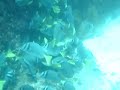 Yellow Tail Surgeonfish Galapagos