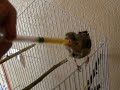 Goldfinch feeding Goldfinch feeding
