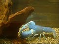 My crayfish, and crayfish father and mother