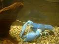 My crayfish, and crayfish father and mother