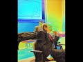 umberto galimberti: la scimmia volante del pensiero