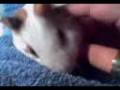 videos de kiro momio