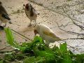 Darrrrek - Breeding carduelis major8