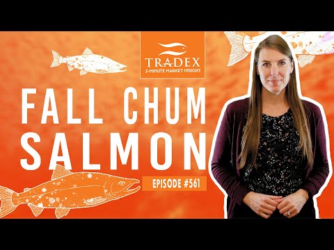 3MMI - Fall Chum Salmon Update: Russia, Japan, Puget Sound, BC