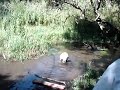 Abbie in Blaydon Burn