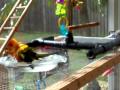 SUN CONURE PARROT AND PARAKEETS BATH TIME