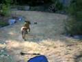 Bullmastiff video
