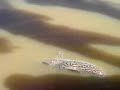 Cachara na Artificial -  Pesqueiro Matrinx�