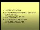Fertilization CBNS 169