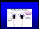 Fertilization CBNS 169