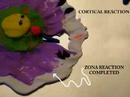 Fertilization CBNS 169