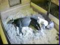 Black Hyacinth 'Whoopie' foaling