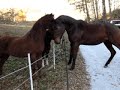 Sadie & Sawyer reunited after 2 months of separation! Sadie & Sawyer reunited after 2 months of separation!