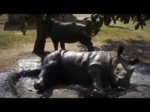Orphaned Baby Rhinos Are Inseparable After Their Mothers Are Killed By Poachers 