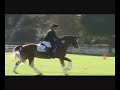 Chardonnay Pony Stallion Chardonnay Pony Stallion