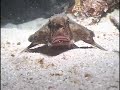 Cilps from night dives in Cuba