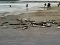 Pesca da Tainha em Ingleses-Floripa