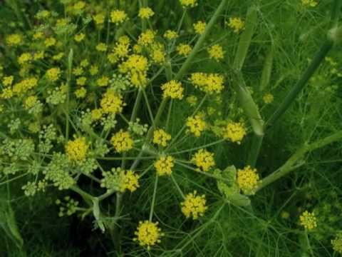 how to harvest pollen