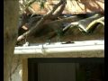 Surprenants Capucins bec de plomb.wmv