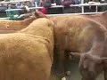 Store cattle $50 higher at Yea, Vic