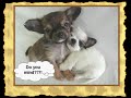 Fun with animals...Say What?! Fun with animals...Say What?!