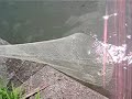 Casting net in japan (shiga prefecture) Casting net in japan (shiga prefecture)