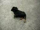 MY LITTLE DOG MY LITTLE DOG