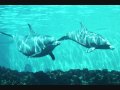 Pasquale movie fest - Curiosidades sobre os Golfinhos