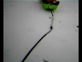 APBT sled-pull-4