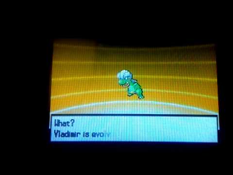shelgon