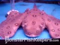 Batman Mototo Stingray by Neoprodigy - MonsterFishKeepers