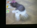 Nintendogs; Longest spin ever! Nintendogs; Longest spin ever!