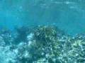 BVI Indians