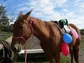 OzHorse