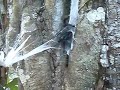 great tarantula video