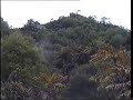 Big wild boar charges the hunter
