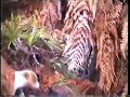Big wild boar charges the hunter
