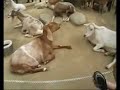 china community