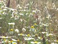 weeds weeds