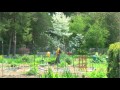 Click here to watch this video Flowers, Plants, Butterflies, Bees in May. Edgerton Park Community Gardens, New Haven