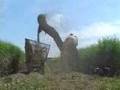 SUGAR CANE CHOPPER/HARVESTER COMBINE IN ACTION, GRINDING