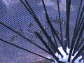 Pterapogon kaudernii - Baby Bangaii Cardinalfish