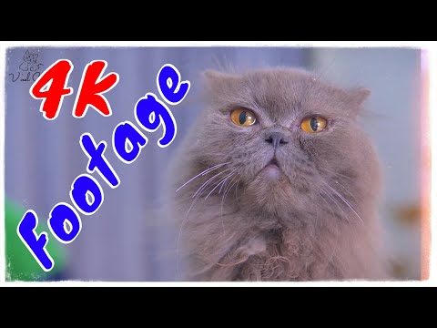 Những Cảnh Quay Đẹp Chất Lượng 4K Về Hoàng Thượng Mèo Tập 3